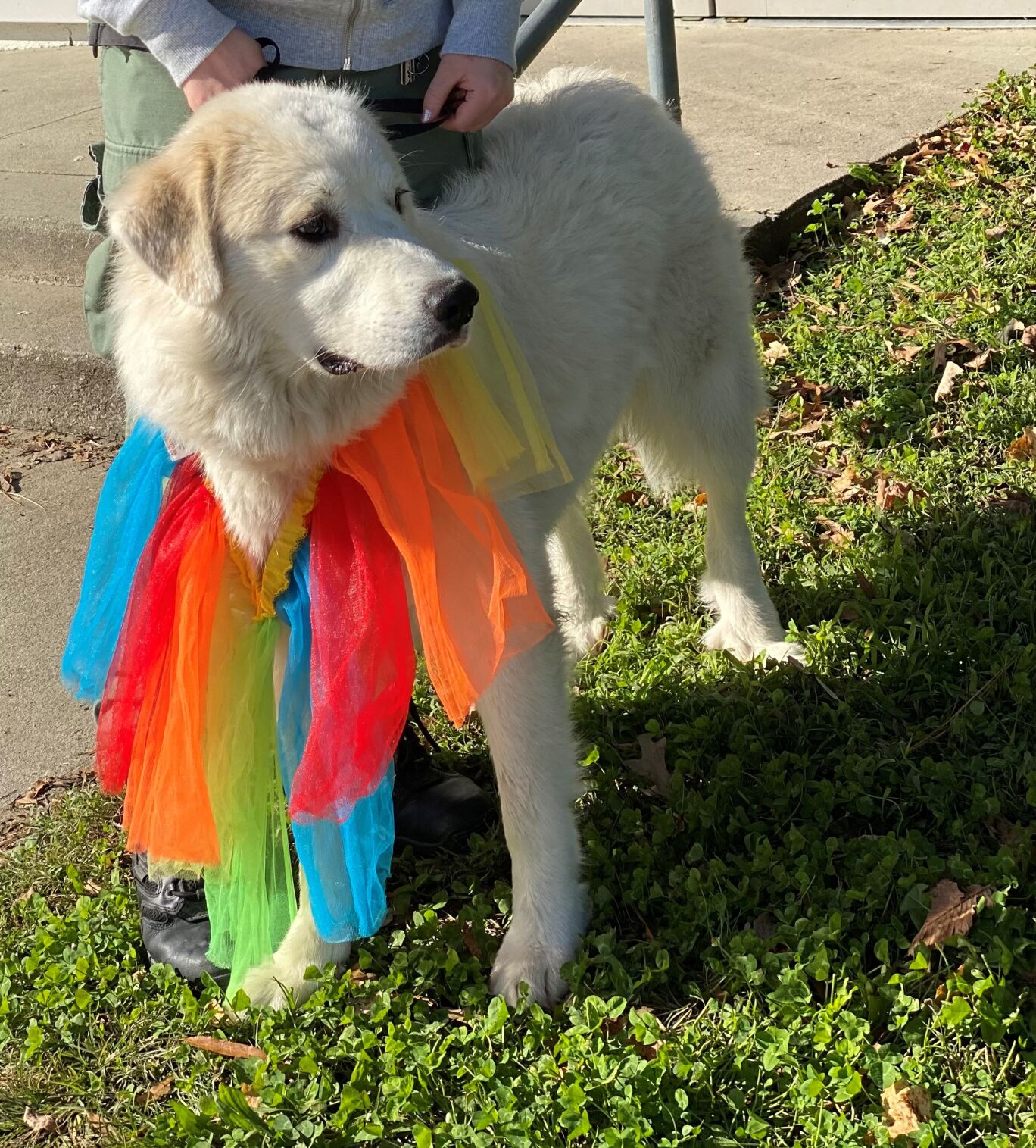 Nilla3.jpg